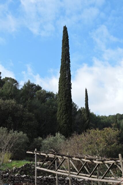 Tallest local Cypress